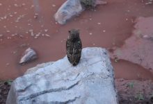 我们不做,谁当此任:自然之友环境公益诉讼这5年_社工周刊